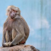 Aktuální informace Společnosti infekčního lékařství k opičím neštovicím